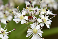 Heracleum sphondylium